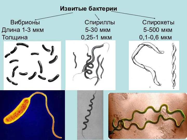 Извитые бактерии Вибрионы Спириллы Спирохеты Длина 1-3 мкм 5-30 мкм 5-500 мкм Толщина