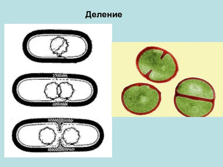 Деление