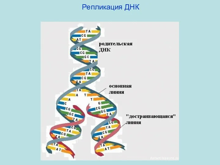 Репликация ДНК