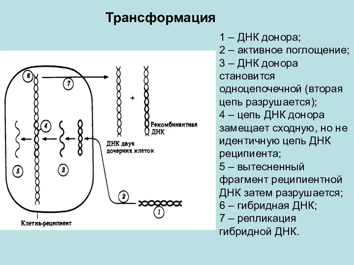 Трансформация 1 – ДНК донора; 2 – активное поглощение; 3