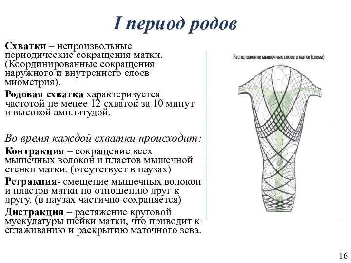 I период родов Схватки – непроизвольные периодические сокращения матки. (Координированные