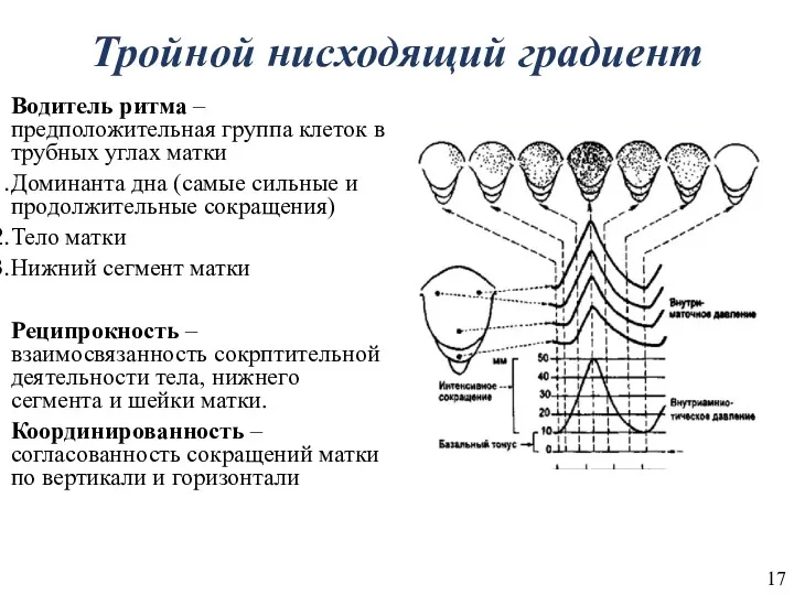 Тройной нисходящий градиент Водитель ритма – предположительная группа клеток в