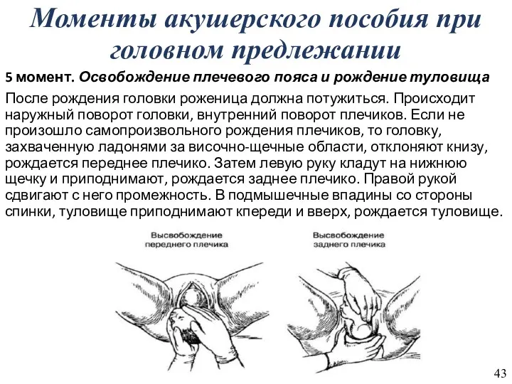 Моменты акушерского пособия при головном предлежании 5 момент. Освобождение плечевого