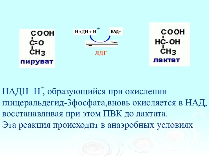 ЛДГ НАДН+Н , образующийся при окислении глицеральдегид-3фосфата,вновь окисляется в НАД,