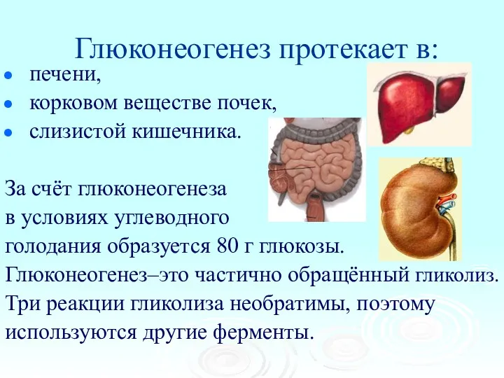 Глюконеогенез протекает в: печени, корковом веществе почек, слизистой кишечника. За