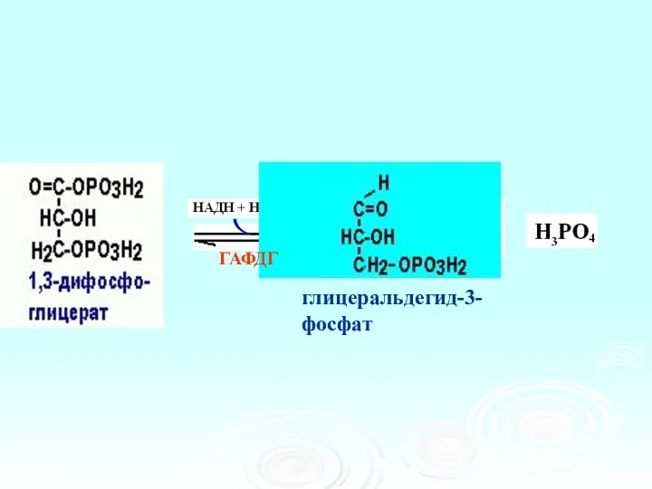 глицеральдегид-3-фосфат ГАФДГ
