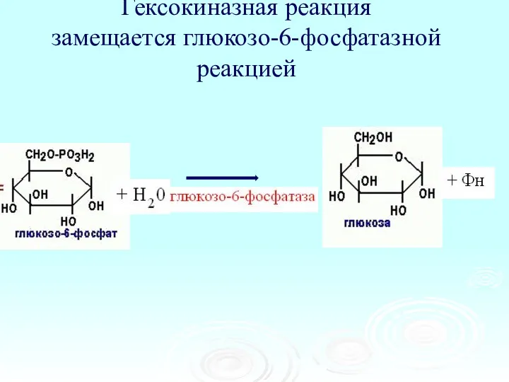 Гексокиназная реакция замещается глюкозо-6-фосфатазной реакцией