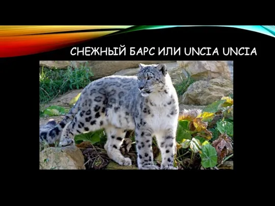 СНЕЖНЫЙ БАРС ИЛИ UNCIA UNCIA