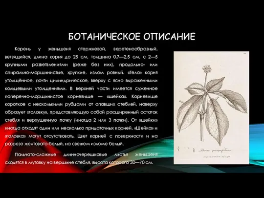 БОТАНИЧЕСКОЕ ОПИСАНИЕ Корень у женьшеня стержневой, веретенообразный, ветвящийся, длина корня