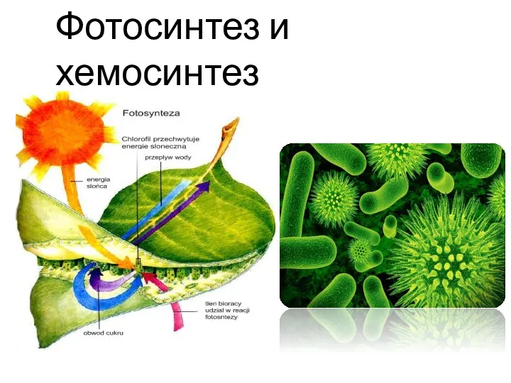 Фотосинтез и хемосинтез