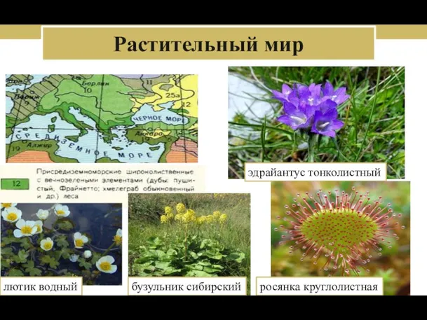 Растительный мир эдрайантус тонколистный лютик водный бузульник сибирский росянка круглолистная