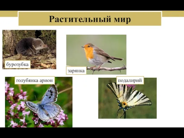 Растительный мир бурозубка зарянка голубянка арион подалирий