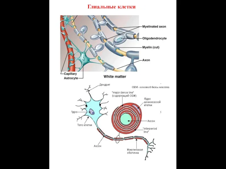 Глиальные клетки ОБМ- основной белок миелина