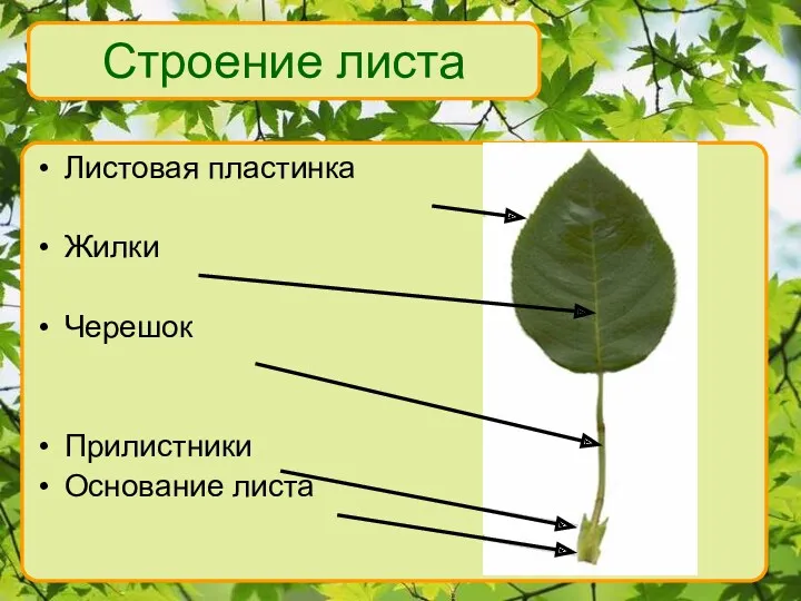 Листовая пластинка Жилки Черешок Прилистники Основание листа Строение листа