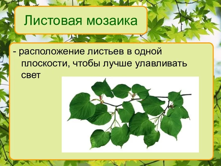 Листовая мозаика - расположение листьев в одной плоскости, чтобы лучше улавливать свет