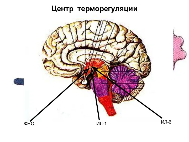 ФНО ИЛ-1 ИЛ-6 Центр терморегуляции