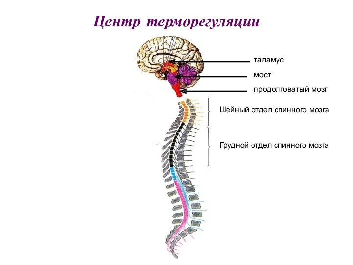 Центр терморегуляции таламус мост продолговатый мозг Шейный отдел спинного мозга Грудной отдел спинного мозга