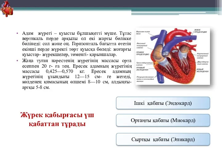 Адам жүрегі – қуысты бұлшықетті мүше. Тұтас вертикаль перде арқылы