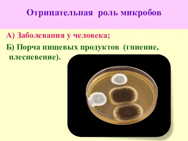 Отрицательная роль микробов А) Заболевания у человека; Б) Порча пищевых продуктов (гниение, плесневение).