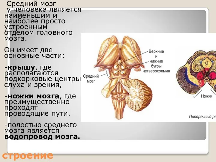 строение Средний мозг у человека является наименьшим и наиболее просто