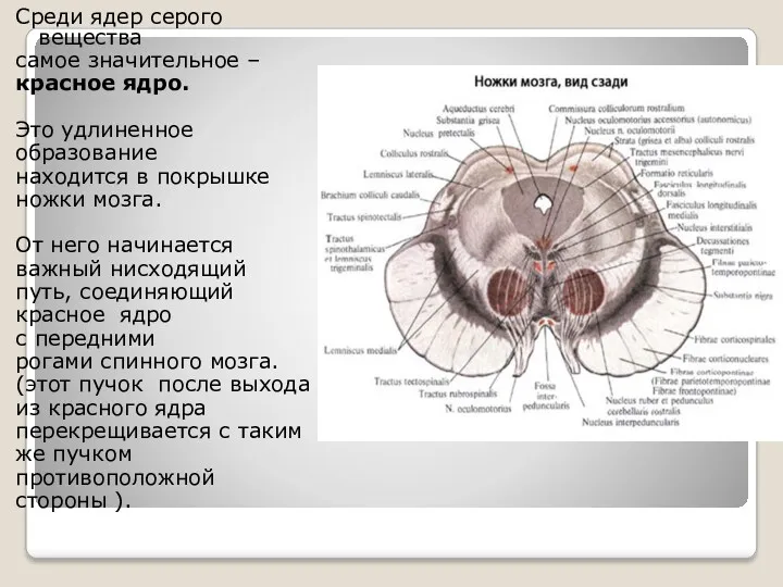 Среди ядер серого вещества самое значительное – красное ядро. Это