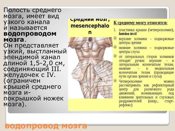 водопровод мозга Полость среднего мозга, имеет вид узкого канала и