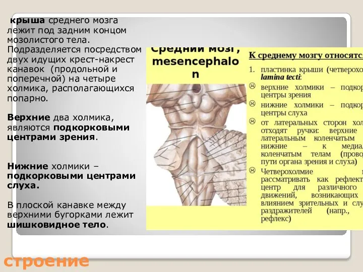 строение крыша среднего мозга лежит под задним концом мозолистого тела.