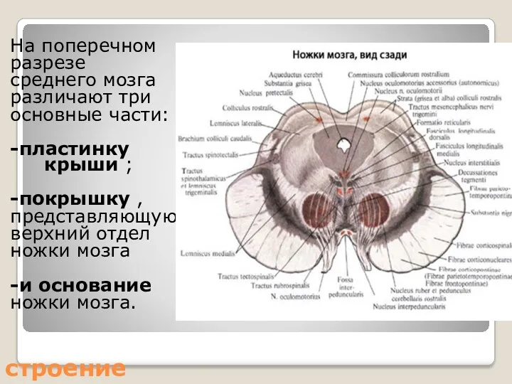 строение На поперечном разрезе среднего мозга различают три основные части: