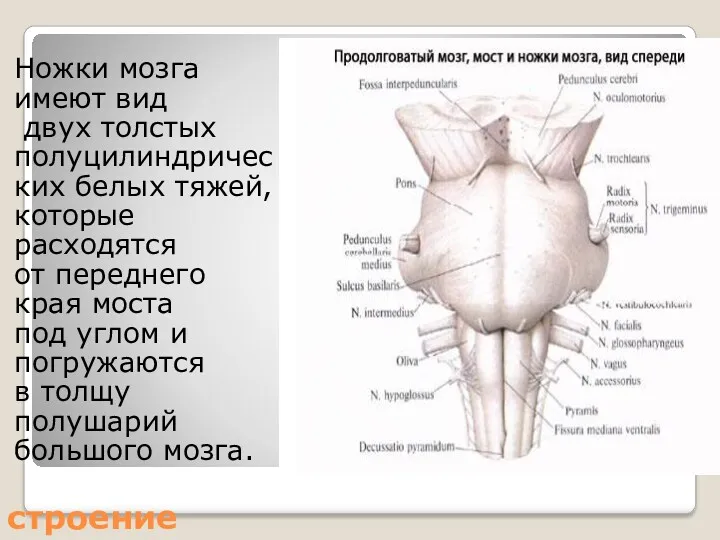 строение Ножки мозга имеют вид двух толстых полуцилиндричес ких белых