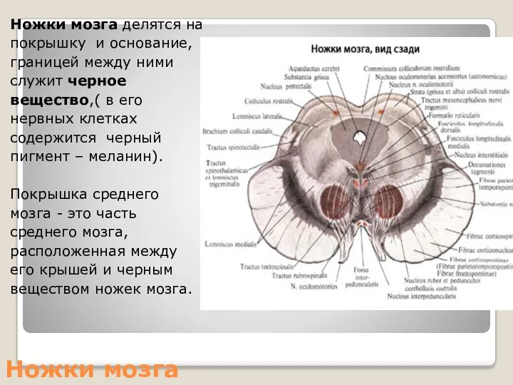 Ножки мозга Ножки мозга делятся на покрышку и основание, границей