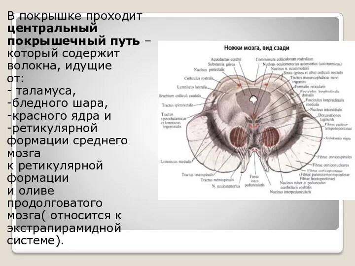 В покрышке проходит центральный покрышечный путь – который содержит волокна,