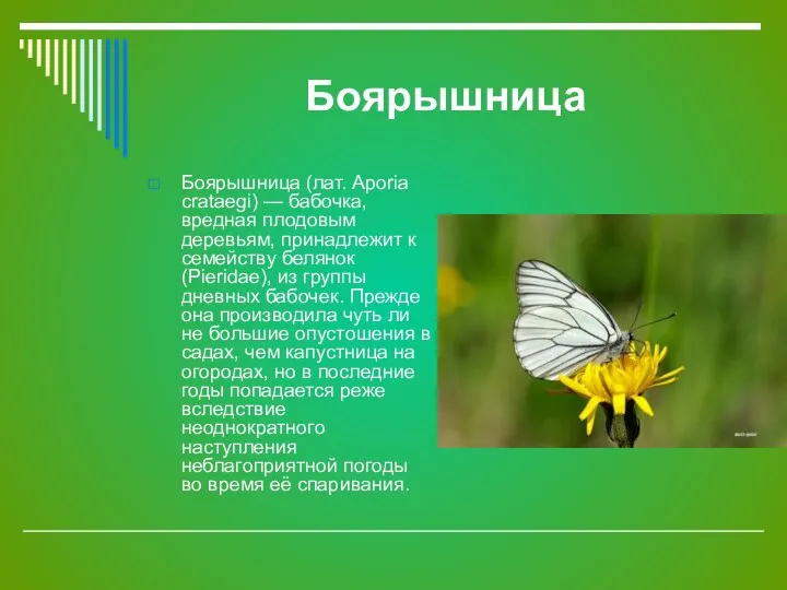 Боярышница Боярышница (лат. Aporia crataegi) — бабочка, вредная плодовым деревьям,