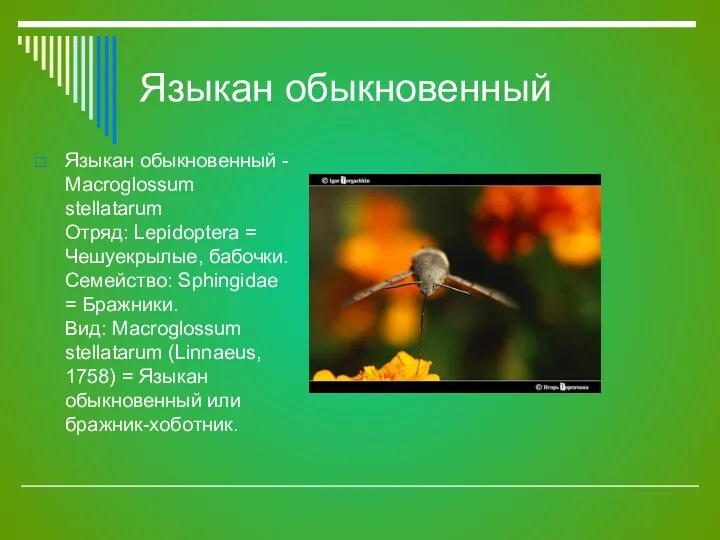 Языкан обыкновенный Языкан обыкновенный - Macroglossum stellatarum Отряд: Lepidoptera =
