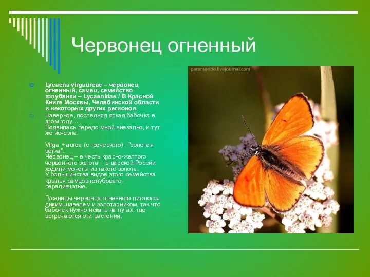 Червонец огненный Lycaena virgaureae – червонец огненный, самец, семейство голубянки