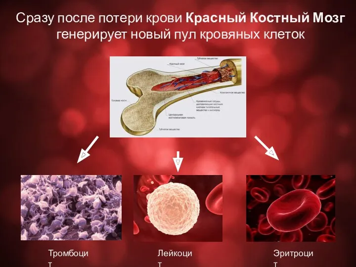 Сразу после потери крови Красный Костный Мозг генерирует новый пул кровяных клеток Тромбоцит Лейкоцит Эритроцит