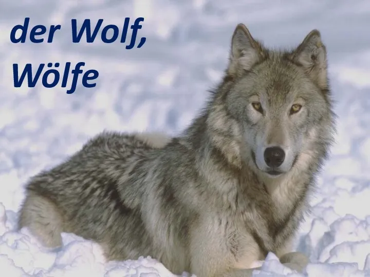 der Wolf, Wölfe der Wolf, Wölfe