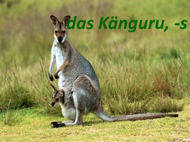 das Känguru, -s das Känguru, -s