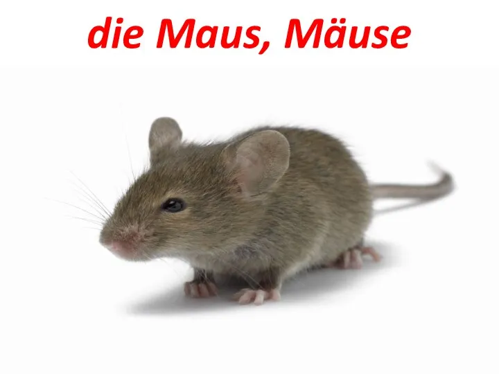die Maus, Mäuse
