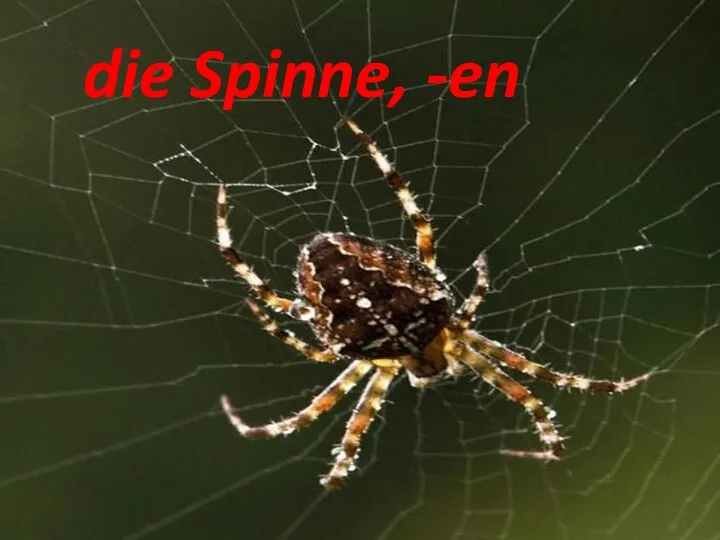 die Spinne, -en die Spinne, -en