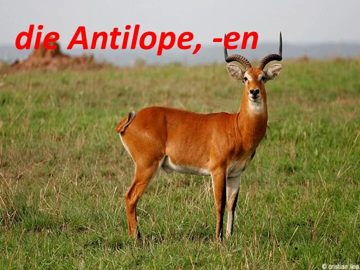 die Antilope, -en die Antilope, -en