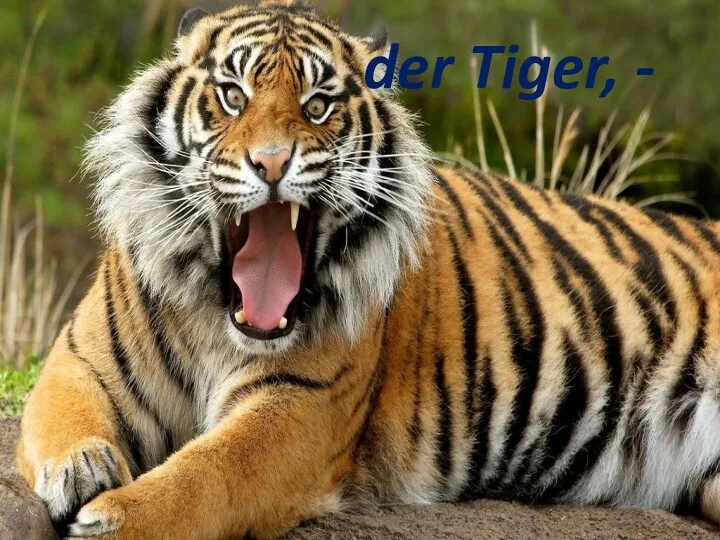 der Tiger, - der Tiger, -