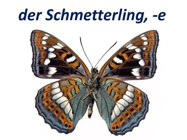 der Schmetterling, -e