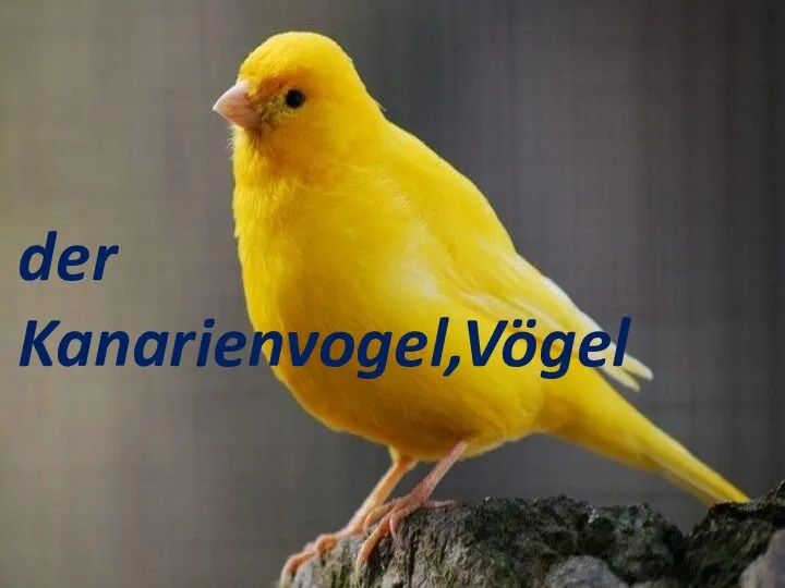 der Kanarienvogel,Vögel der Kanarienvogel,Vögel