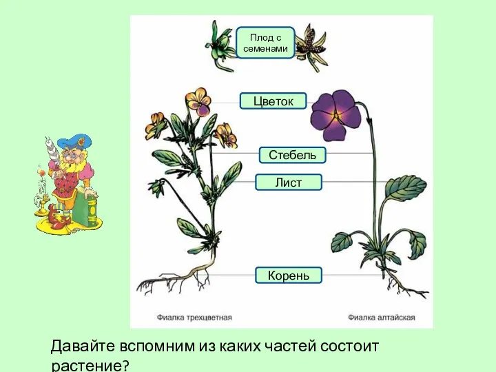 Давайте вспомним из каких частей состоит растение? Цветок Стебель Лист Корень Плод с семенами