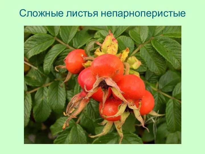 Сложные листья непарноперистые