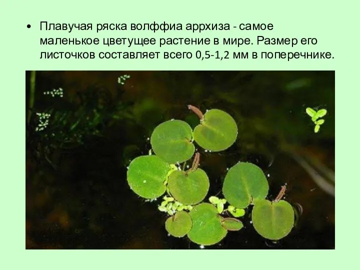 Плавучая ряска волффиа аррхиза - самое маленькое цветущее растение в мире. Размер его