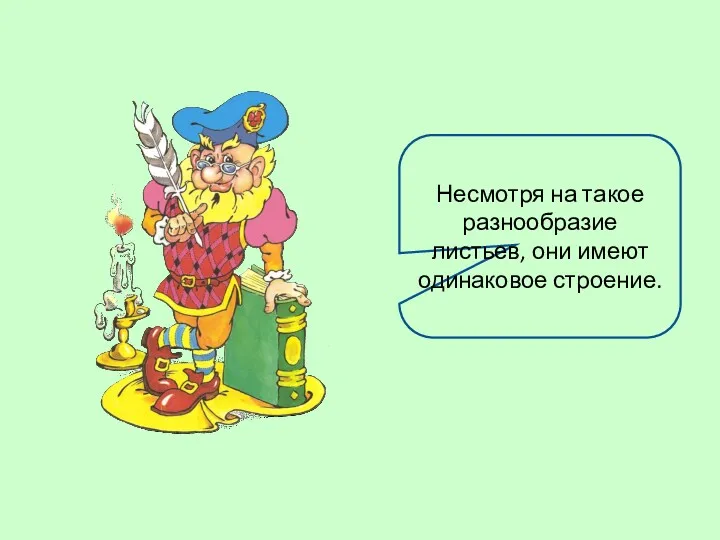 Несмотря на такое разнообразие листьев, они имеют одинаковое строение.