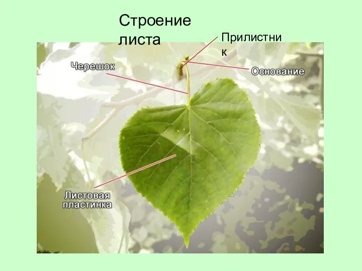 Строение листа Прилистник