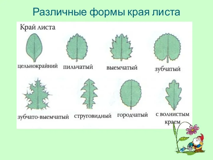 Различные формы края листа