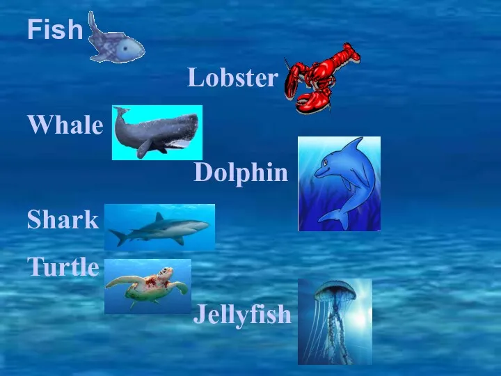 Fish Lobster Whale Dolphin Shark Turtle Jellyfish